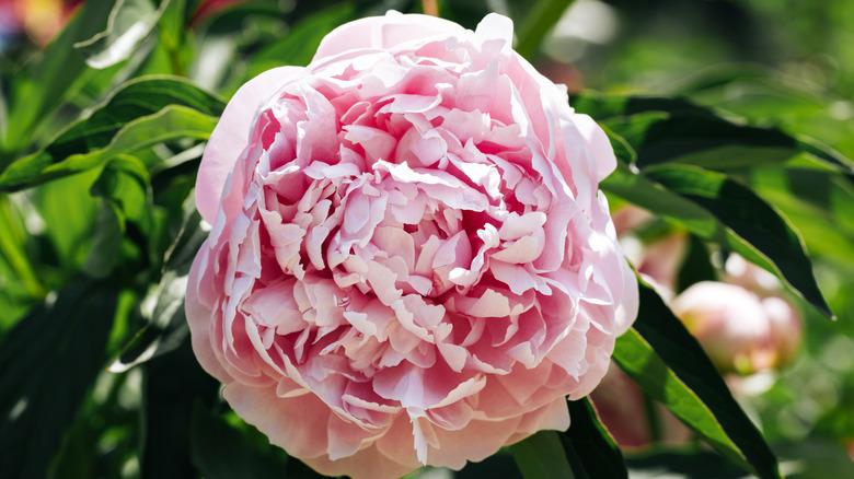 Close up of a fat, pale pink peony bloom