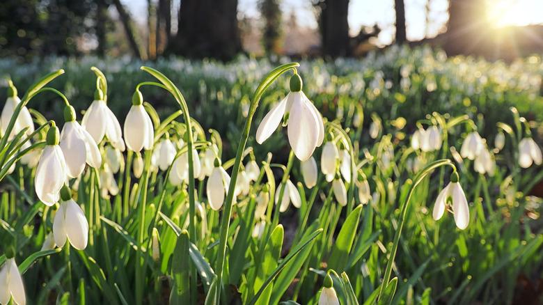 Snowdrops blooming next to a forest of trees with the sun setting in the background.