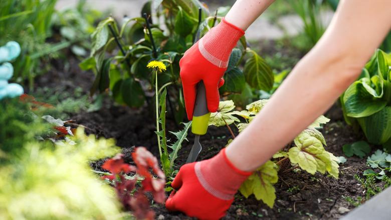 Person hand pulling dandelion weeds in garden