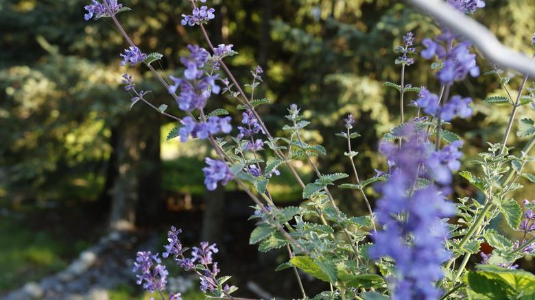 close up of 'Walker's Low' catmint plant in bloom