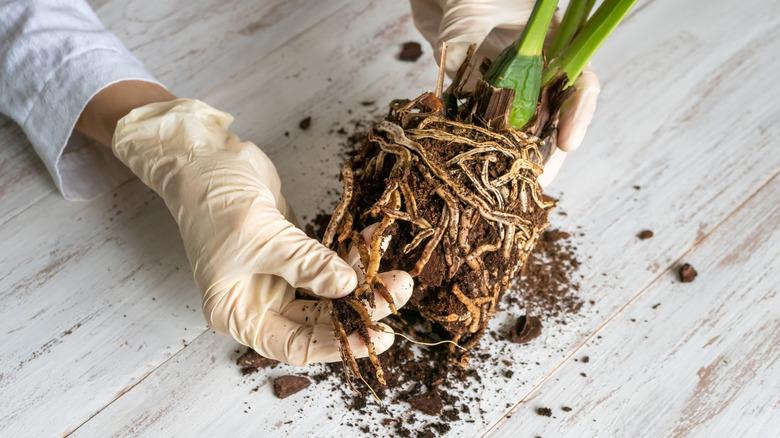 hands inspecting plant roots