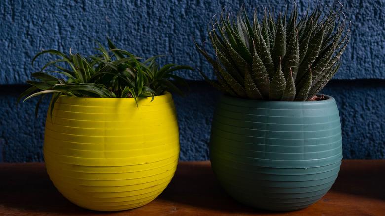 plants growing in two large planters