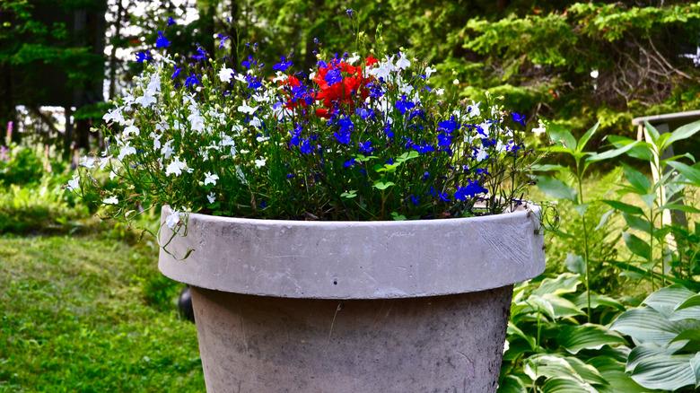red, white, and blue flowers growing in large planter