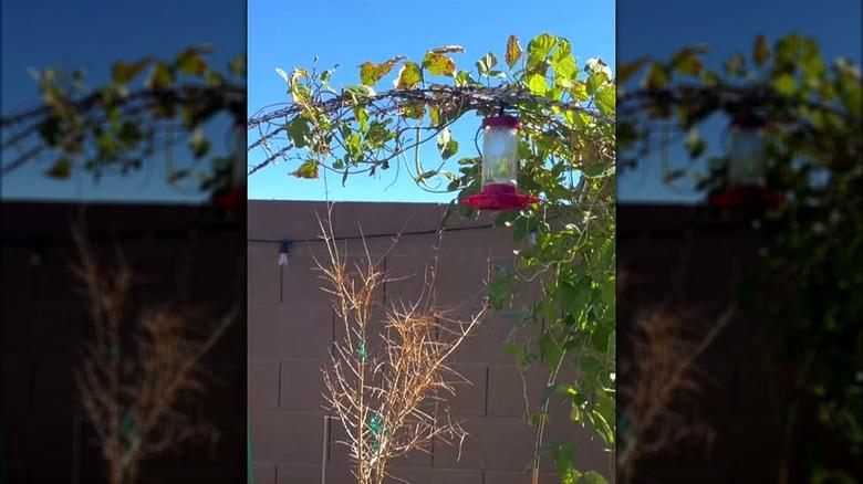 DIY ladder mesh trellis
