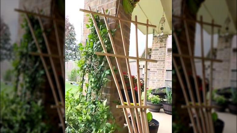 DIY fan trellis