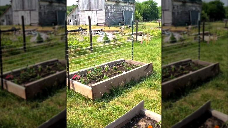 raised garden bed with DIY T-post and twine trellis