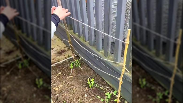 bamboo cane and twine trellis