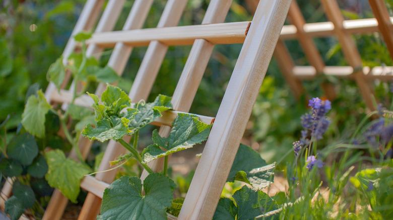 close-up of A-frame trellis with vine growing on it