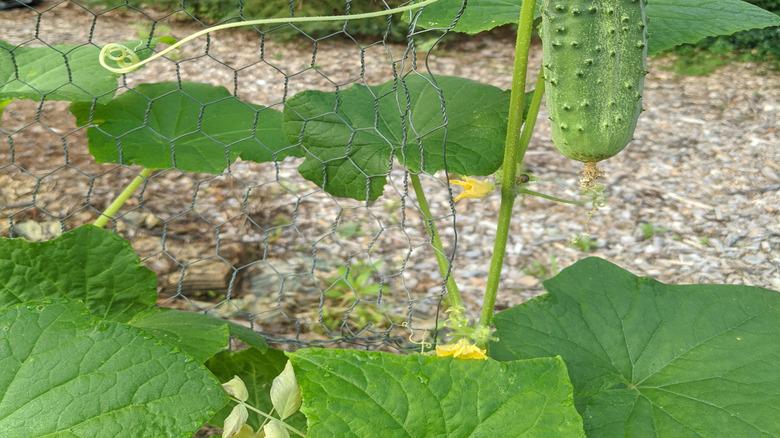 cucumbers on chicken wire trellis