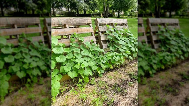 plants growing on A-frame wood pallet trellis