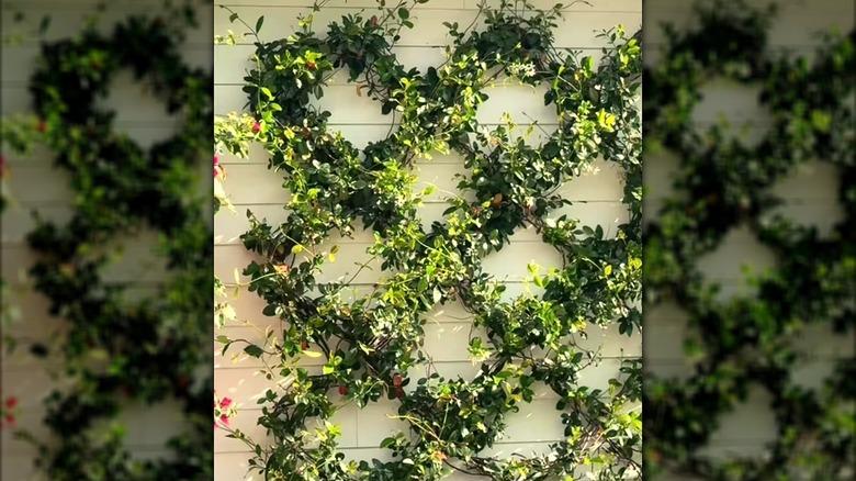 DIY diamond trellis growing on home exterior