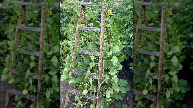 plants growing on repurposed ladder trellis