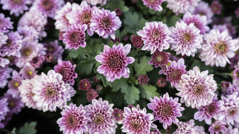 pink chrysanthemums in bloom