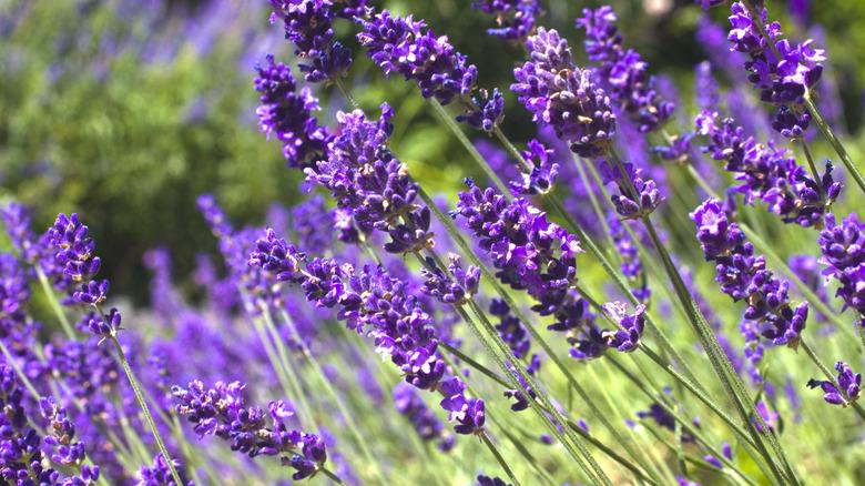 stalks of lavender in bloom