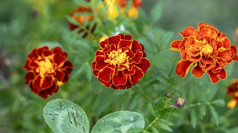 marigold flowers in bloom