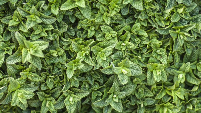 close-up of mint plant