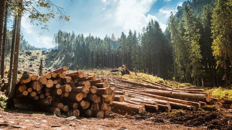 Logs from a stand of pine cleared for timber and firewood