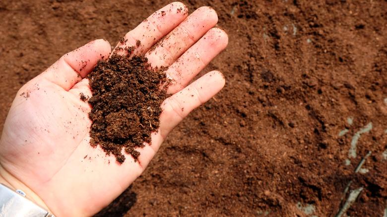 Hand holding used, dried coffee grounds