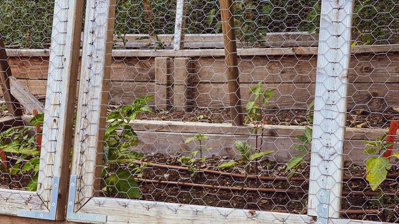 chicken wire framed around a garden