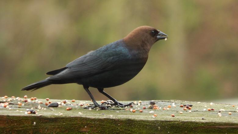 brown-headed cowbird eating seed