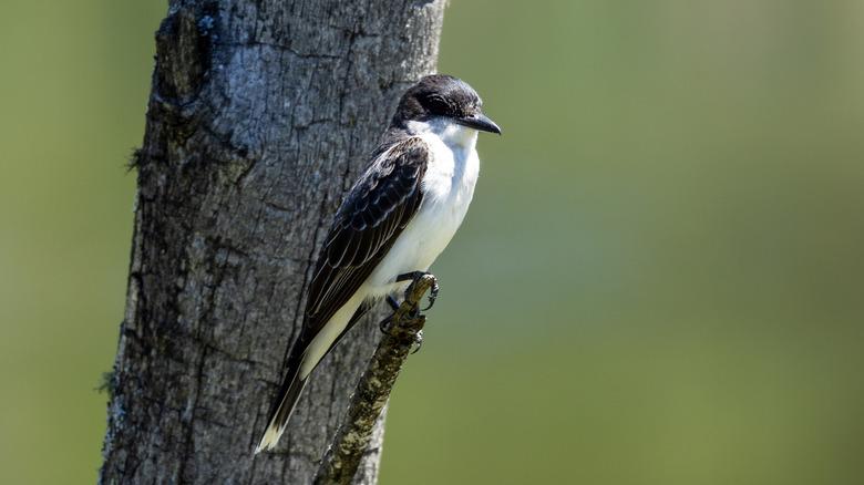 eastern kingbird on tree branch