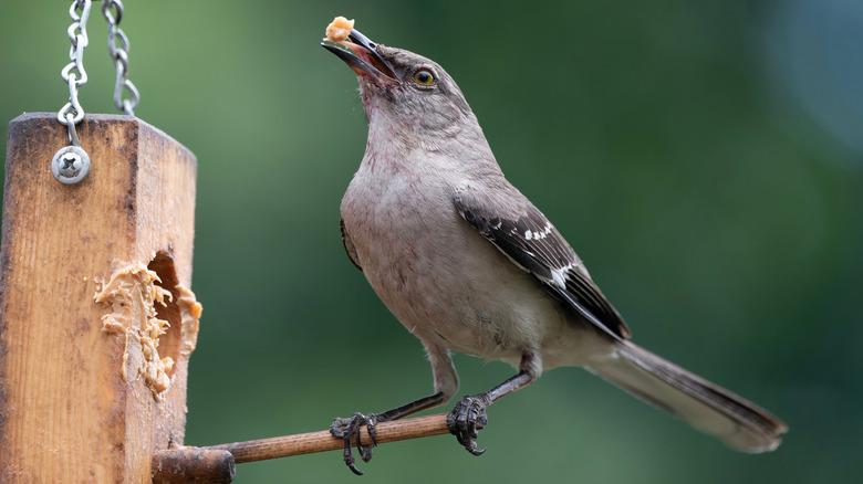 Northern mockingbird eating