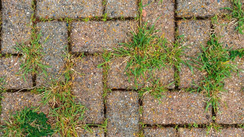 weeds growing between brick driveway pavers