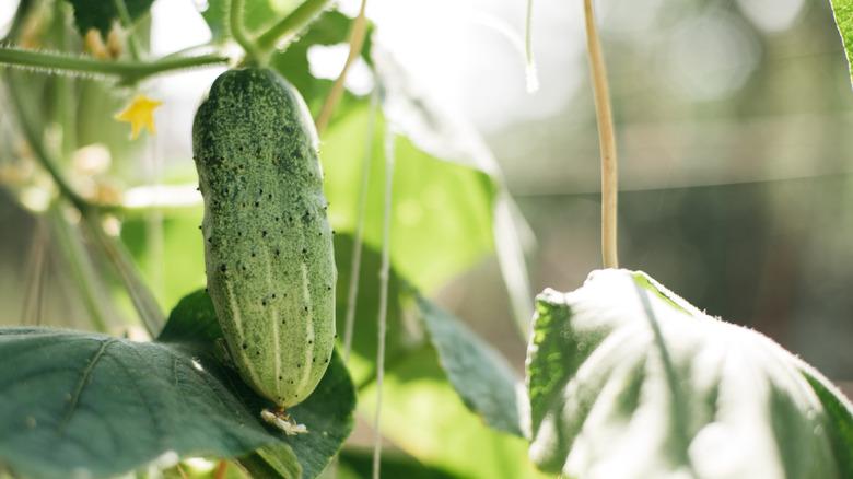 Cucumber hanging from plant