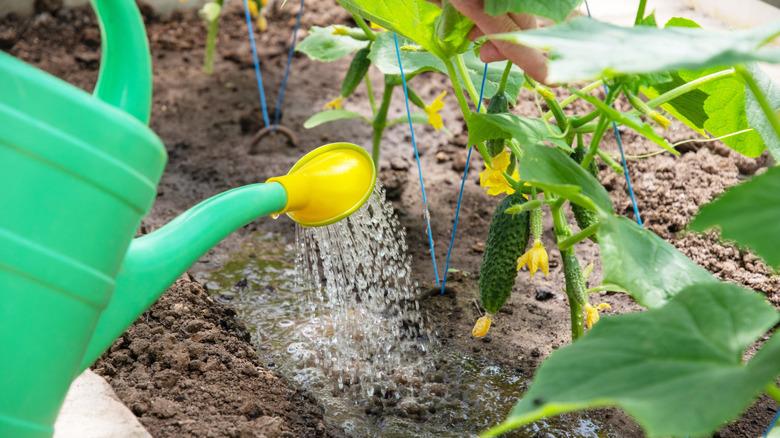 Person watering cucumber plant