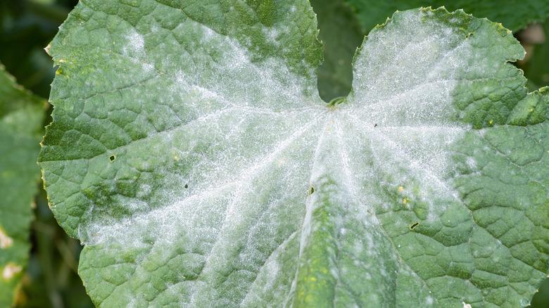 Powdery mildew on cucumber leaves