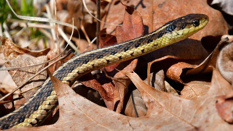 Eastern garter snake slithering through dead fall leaves