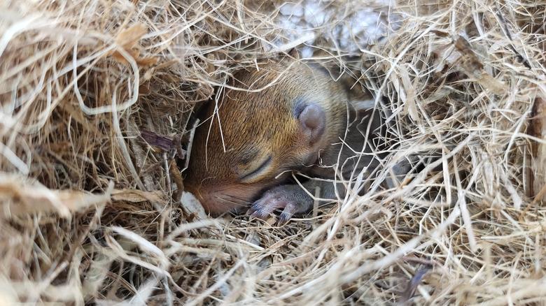 Baby squirrel sleeping in a drey