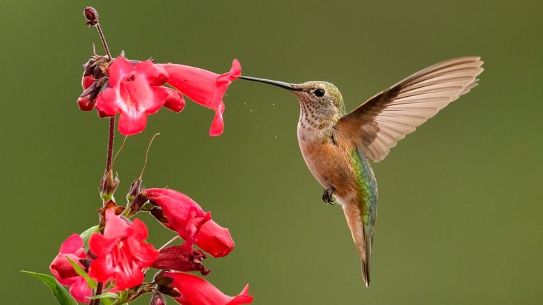 hummingbird eating from a flower
