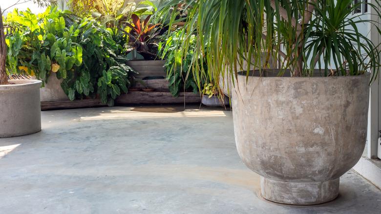a very large outdoor plant pot with tree planted
