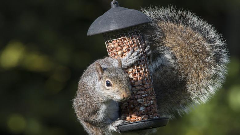 squirrel crawling on hanging bird feeder