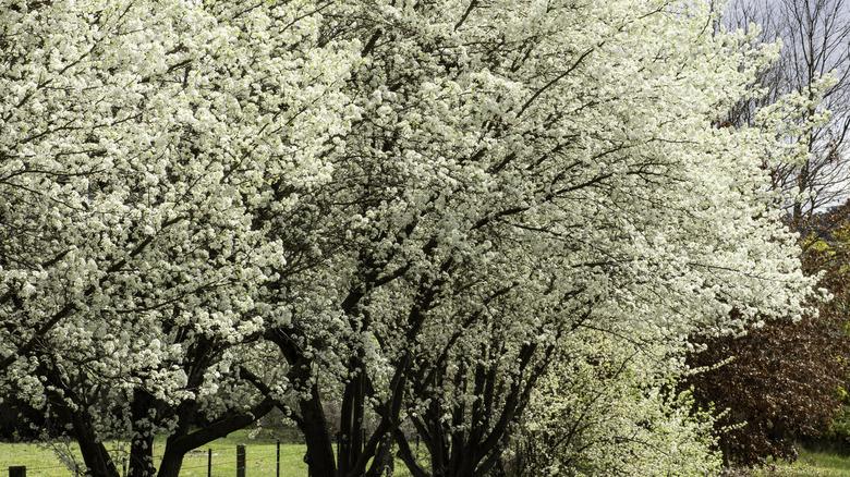 Bradford pear trees with white spring blossoms