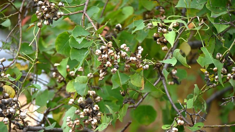 Fruits of the Chinese tallow