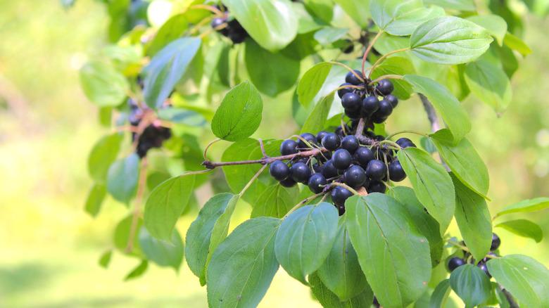 Close up of the invasive European common Buckthorn (Rhamnus cathartica) berries and leaves.