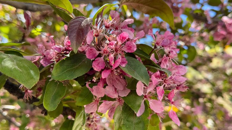 Close-up of Malus sylvestris, the European crab apple, blooming in spring