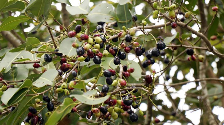 Java plum tree lush with fruits