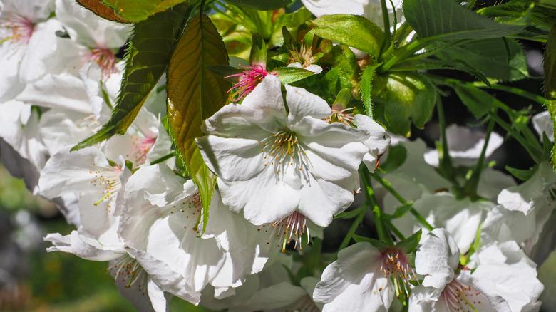 Fresh Prunus Avium blossoms, close up.
