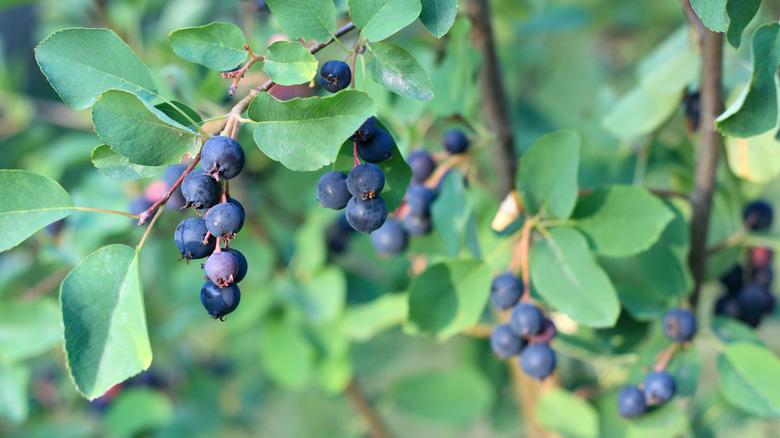 Close-up of berries on a serviceberry tree (Amelanchier arborea)