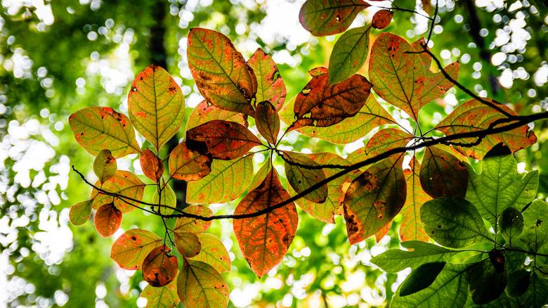 Leaves of the sassafras tree in their autumn splendor