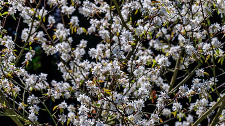 The white flowers of the serviceberry (Amelanchier arborea) bloom in early spring.