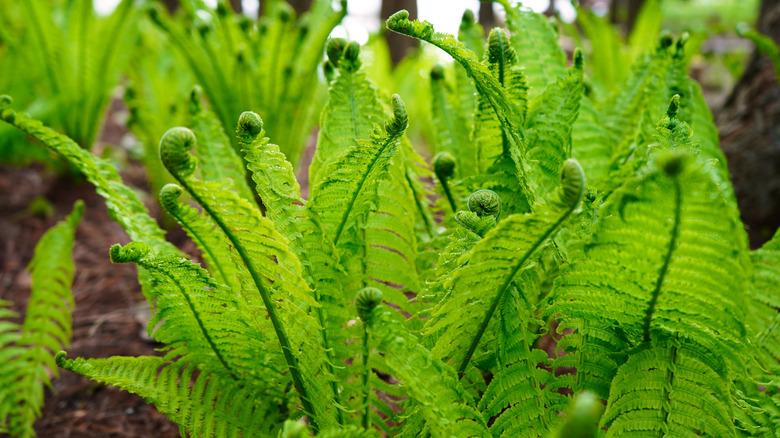 Ostrich ferns with fiddle heads