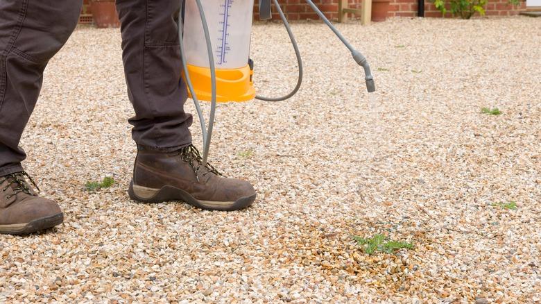 man spraying weeds in a gravel driveway