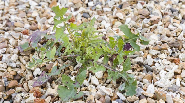 a large weed in a gravel driveway