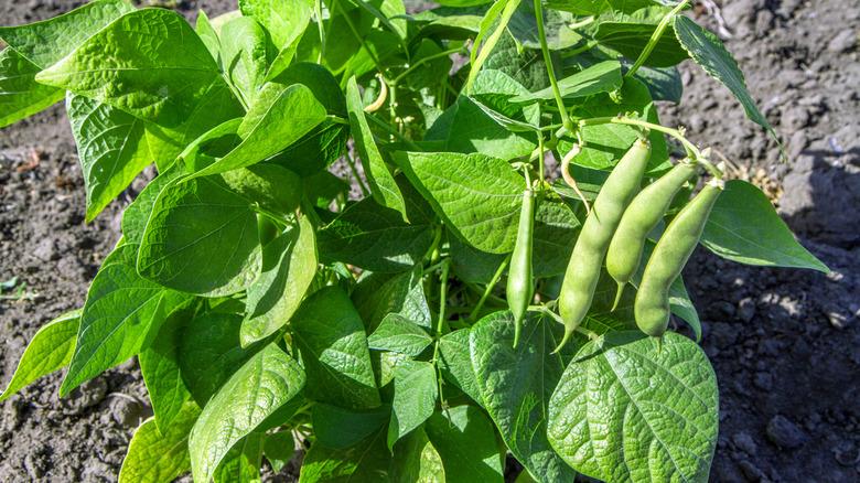 A close up of a small bush bean plant growing in soil