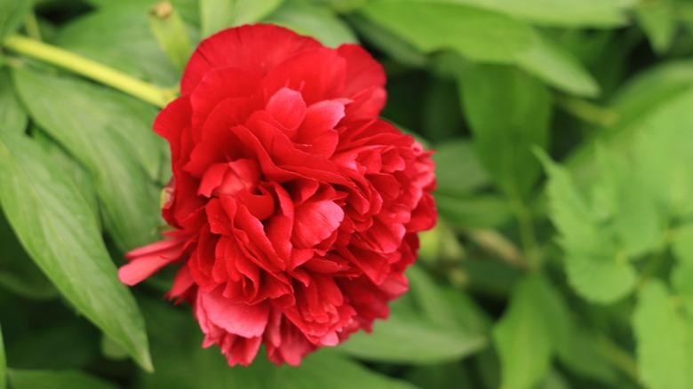 A close up of a growing red common peony