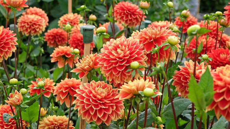 A cover of orange Dahlia flowers in a garden